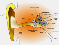 Anatomy of a Human Ear